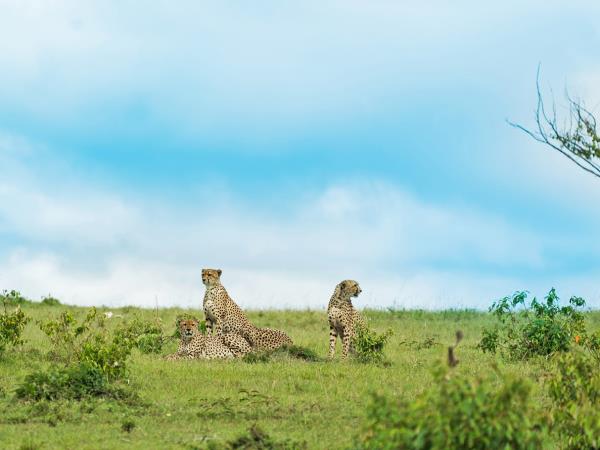 Kenya walking safari in the Masai Mara