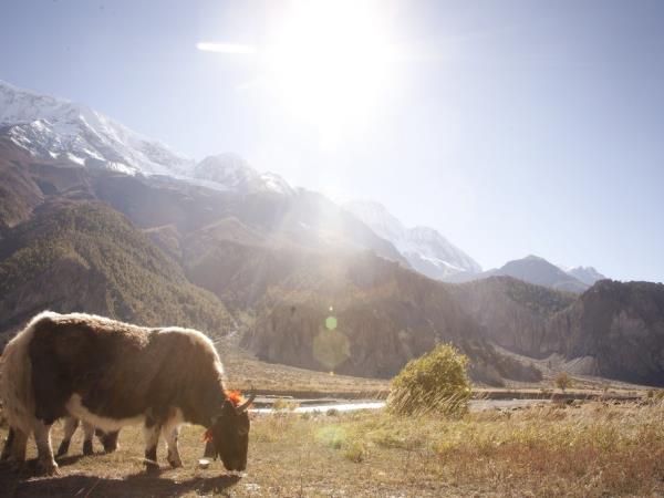 Annapurna Circuit vacation, Nepal