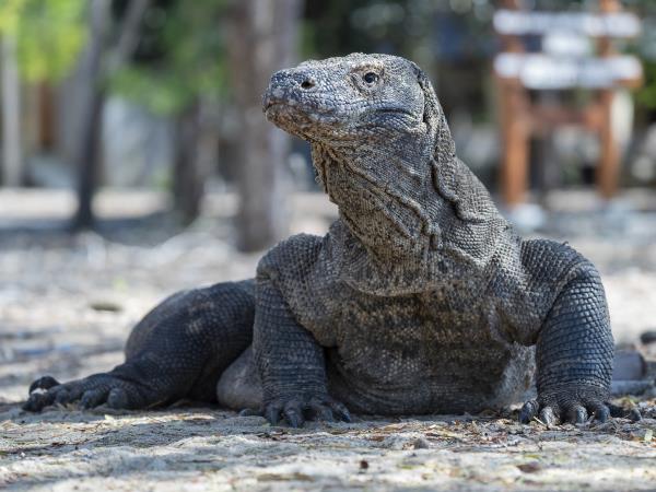 Indonesian Islands expedition cruise