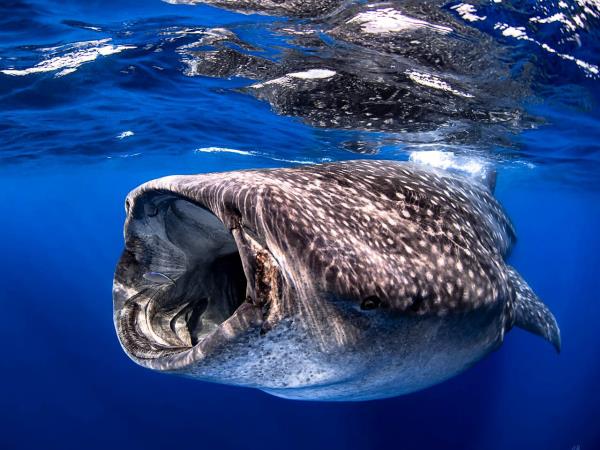 Cancun whale shark vacation, Mexico