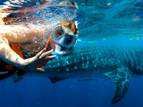 Cancun whale shark vacation, Mexico