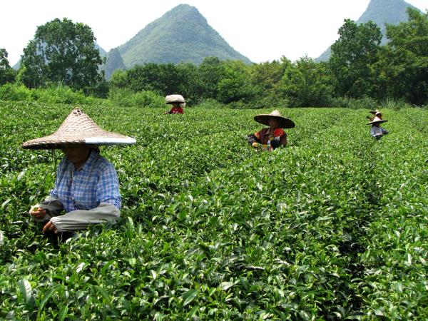 China tailor made tour