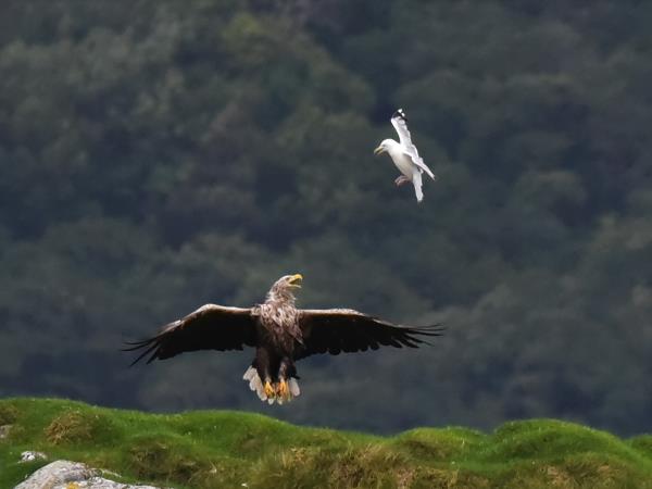 Art cruise in Scotland