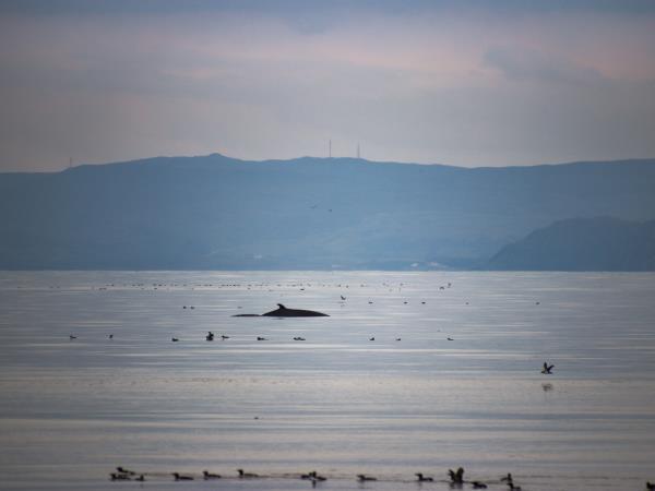 Isle of Mull and Small Isles explorer