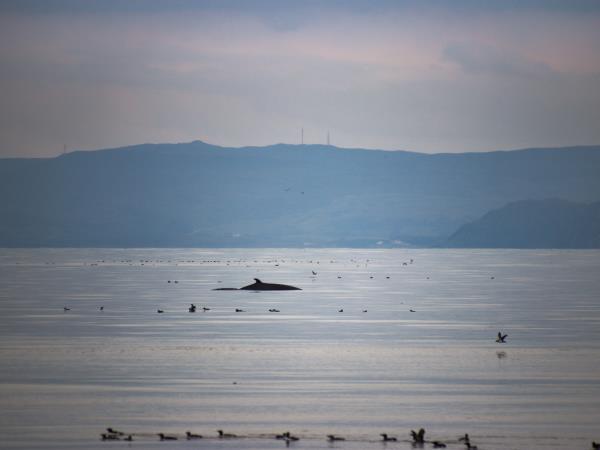 Outer Hebrides and Shiant Isles cruise, Scotland