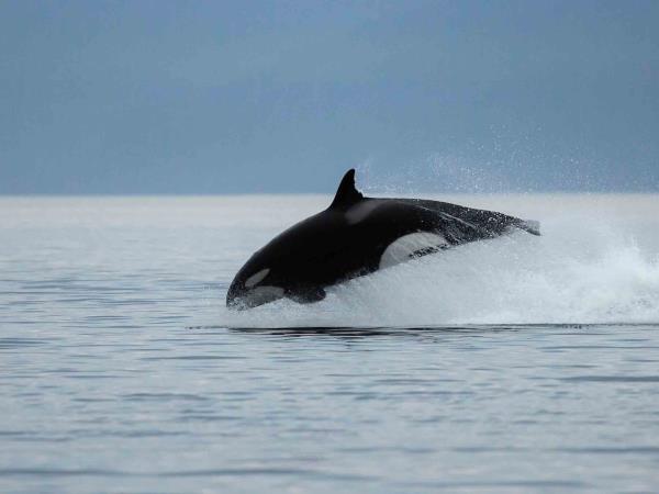 Inner Reaches Eastern Coves cruise in Alaska