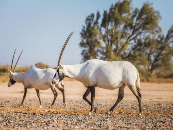 Jordan wildlife and nature tour