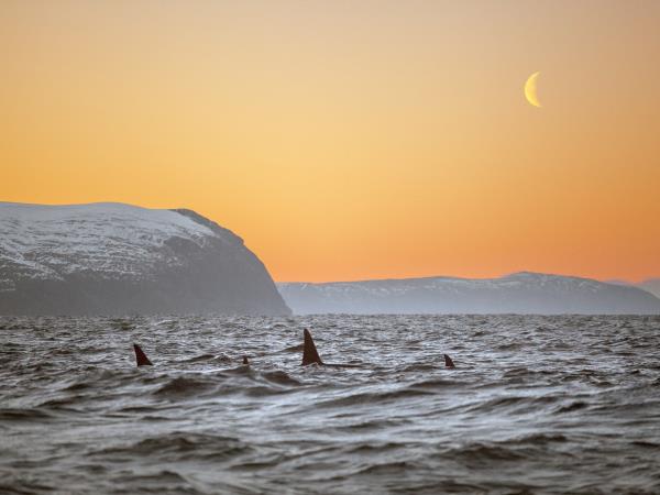 Northern Lights, whale watching cruise & husky safari