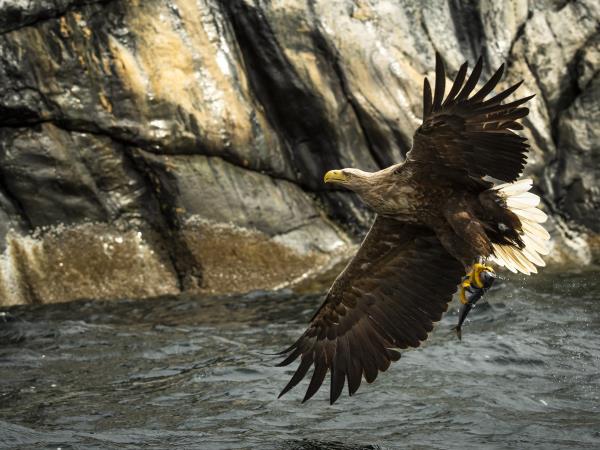Northern Lights, whale watching cruise & husky safari