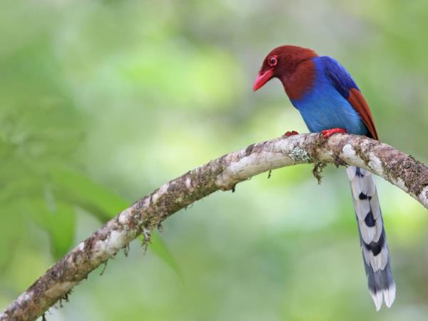 Sri Lanka birding & cultural tour