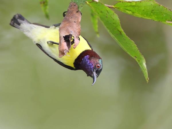 Sri Lanka birding & cultural tour