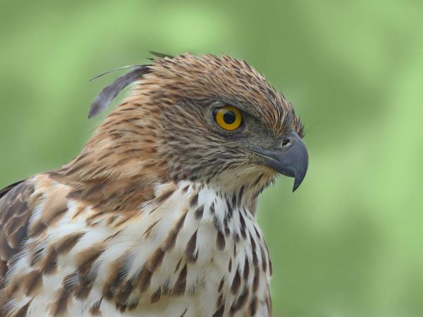 Sri Lanka birding & cultural tour