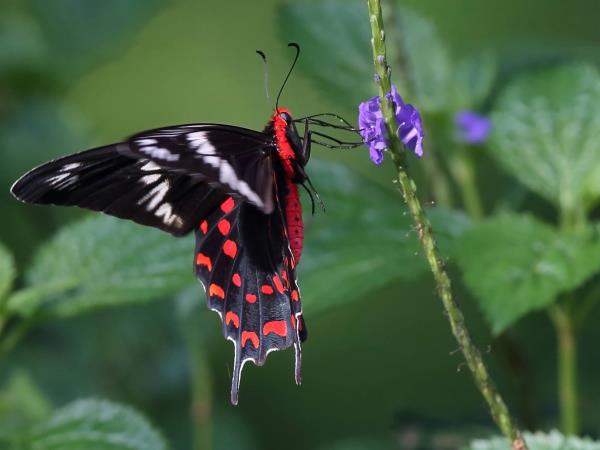 Sri Lanka birding & cultural tour