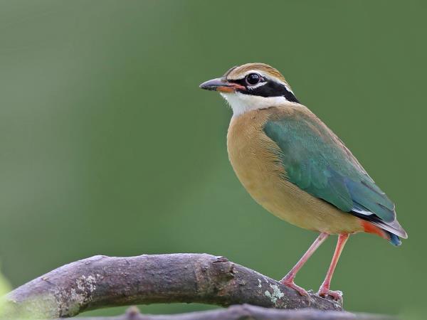 Sri Lanka birding & cultural tour