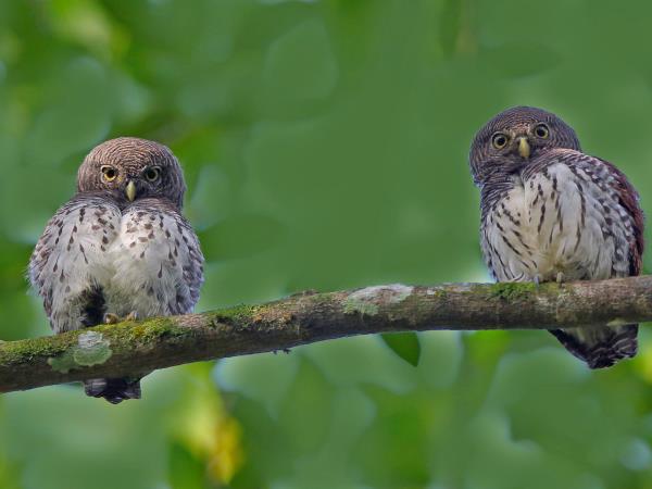 Sri Lanka birding & cultural tour