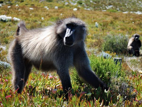 South Africa walking adventure, tailor made