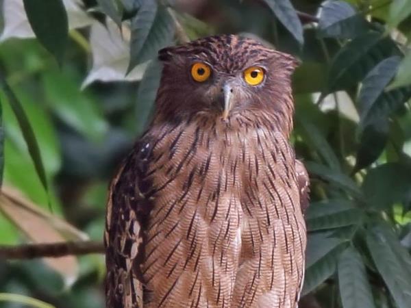 Sri Lanka endemic bird watching tour