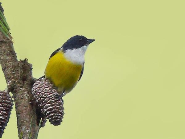 Sri Lanka endemic bird watching tour