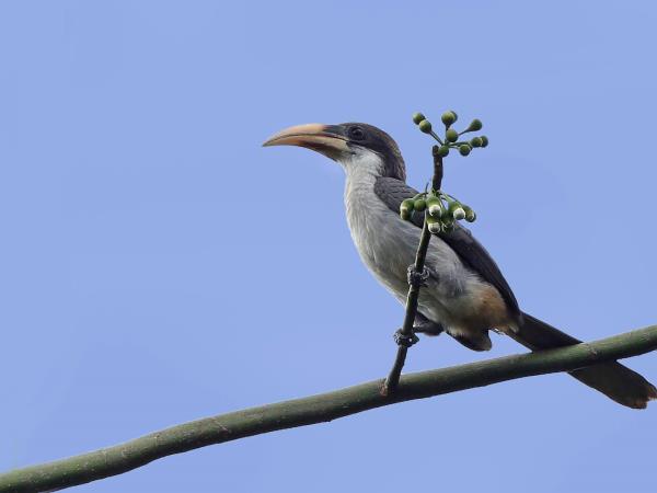 Sri Lanka endemic bird watching tour