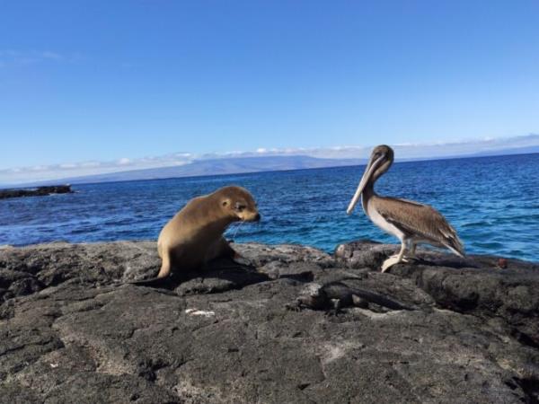 Galapagos eco cruising vacation