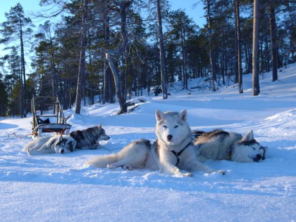 Lapland vacation, husky safari & log cottage