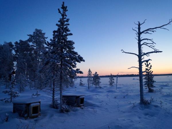 Lapland vacation, husky safari & log cottage