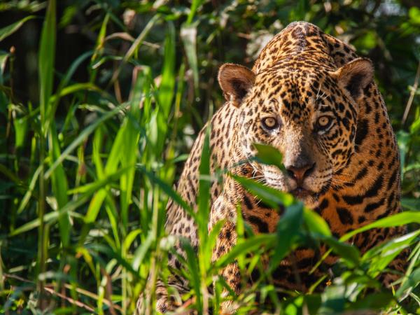 Brazil luxury wildlife and beach vacation holiday