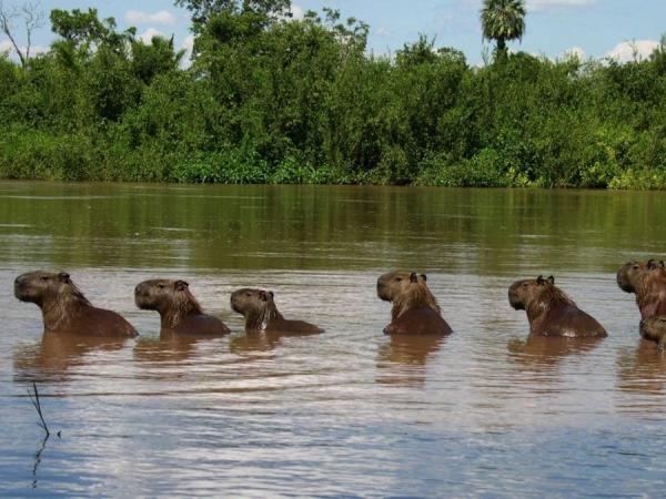 Brazil luxury wildlife and beach vacation holiday