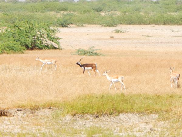 Wildlife and cultural tour in India