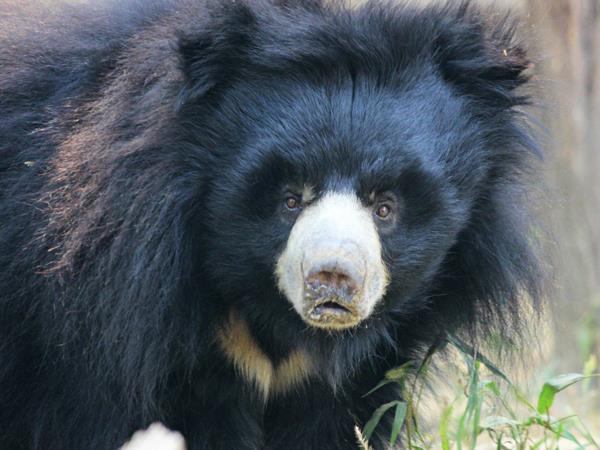 Wildlife and cultural tour in India