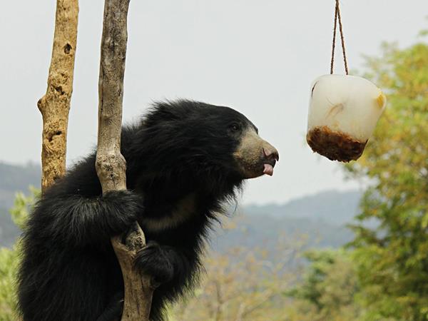 Wildlife and cultural tour in India