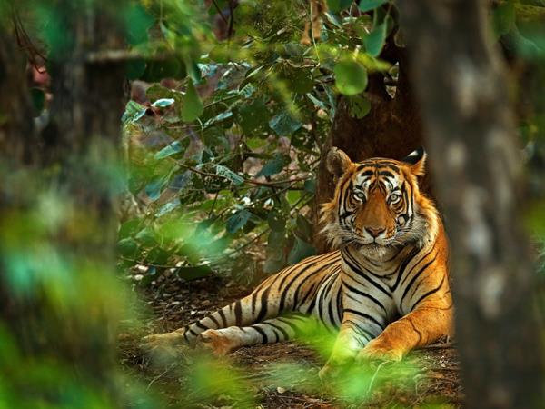 Wildlife and cultural tour in India