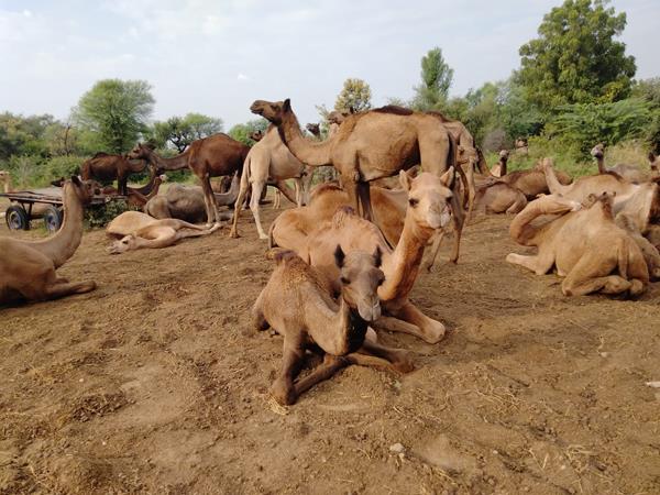 Wildlife and cultural tour in India