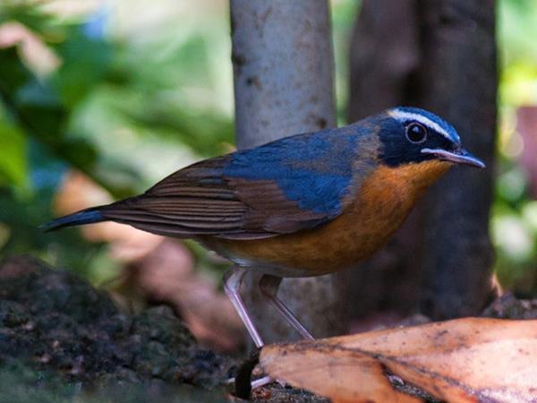 Kerala birdwatching vacations, Western Ghats