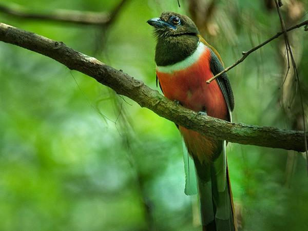 Kerala birdwatching vacations, Western Ghats