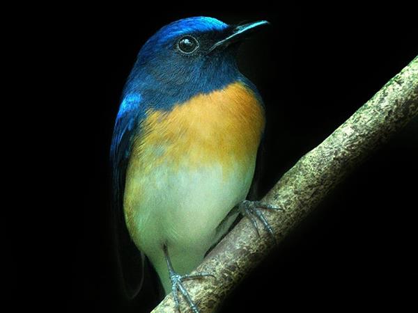 Kerala birdwatching vacations, Western Ghats