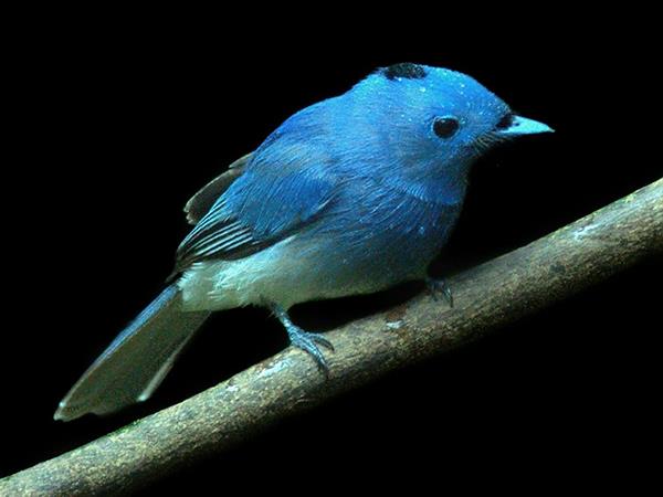 Kerala birdwatching vacations, Western Ghats