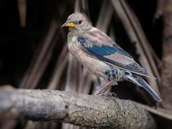 Kerala birdwatching vacations, Western Ghats