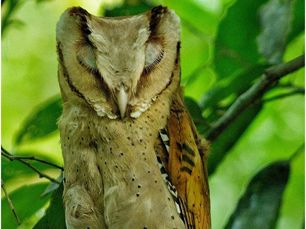 Kerala birdwatching vacations, Western Ghats