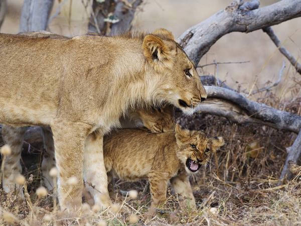 Luxury safari in Botswana with Victoria Falls 