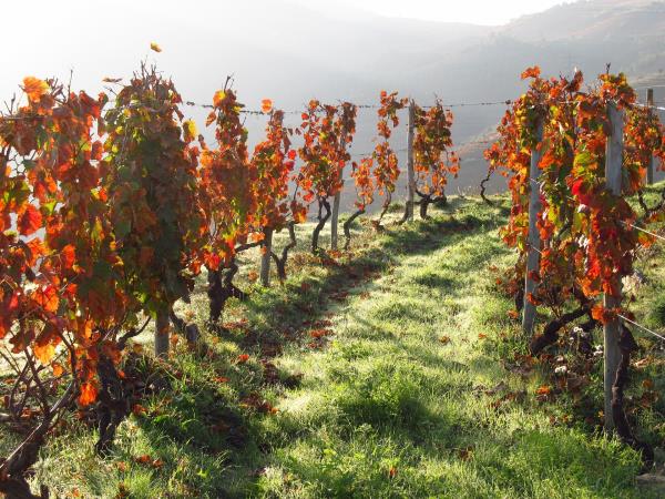 Portuguese Douro wine region walking vacation