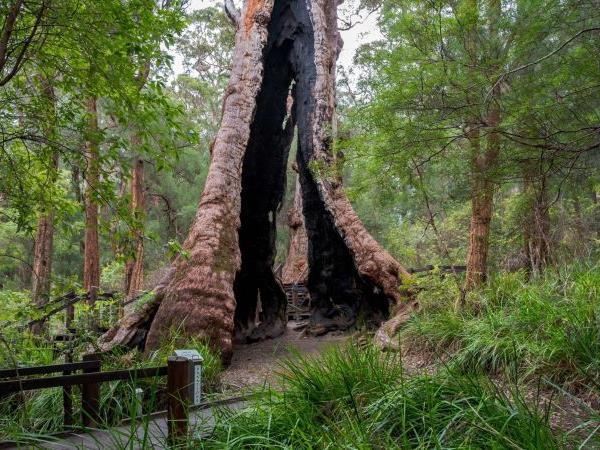 Bibbulmun track walking vacation, Western Australia