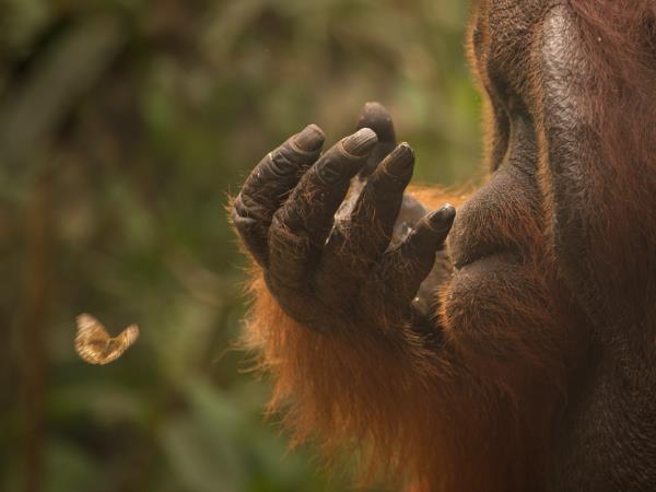 Orangutan photography in Borneo