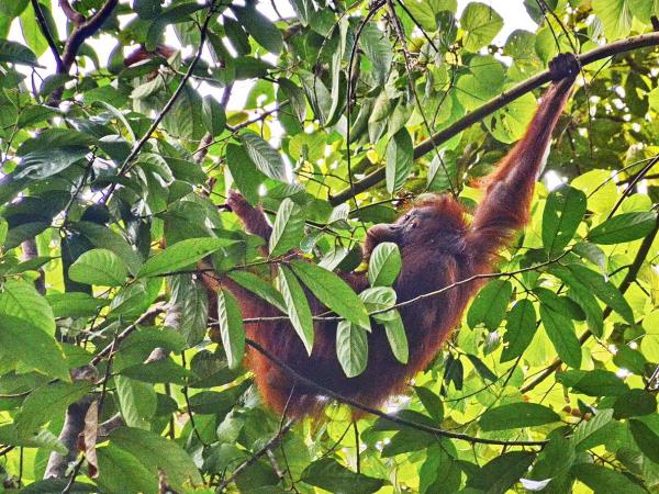 Borneo vacation, Land below the wind