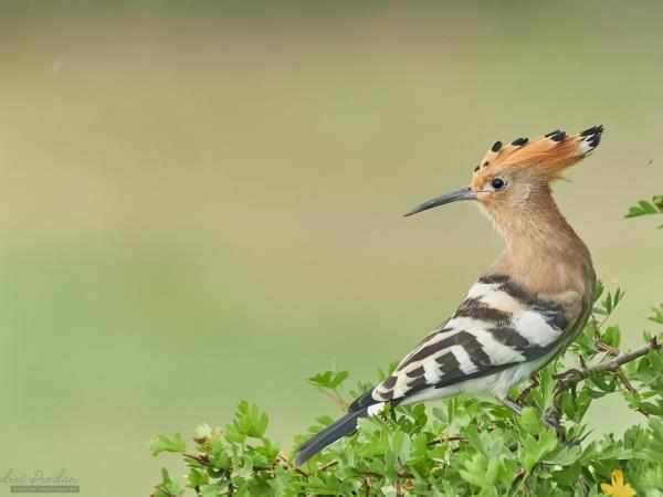Danube Delta Bird Watching, Romania