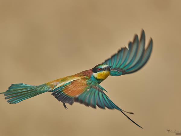 Danube Delta Bird Watching, Romania