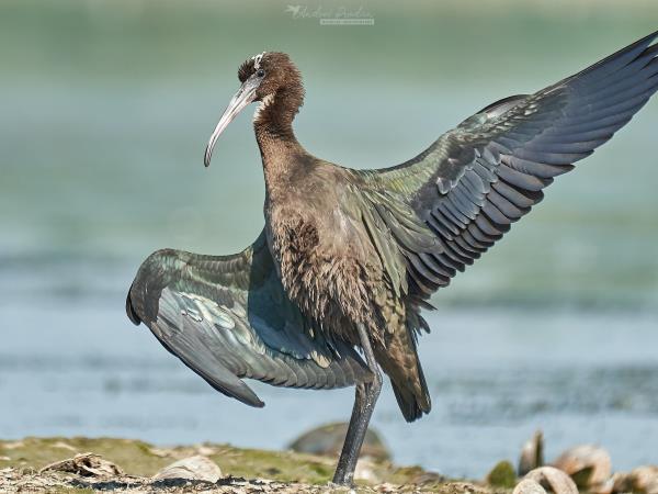 Danube Delta Bird Watching, Romania