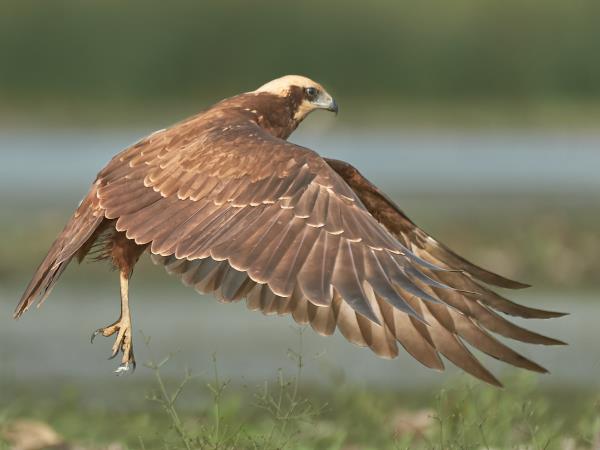 Danube Delta Bird Watching, Romania