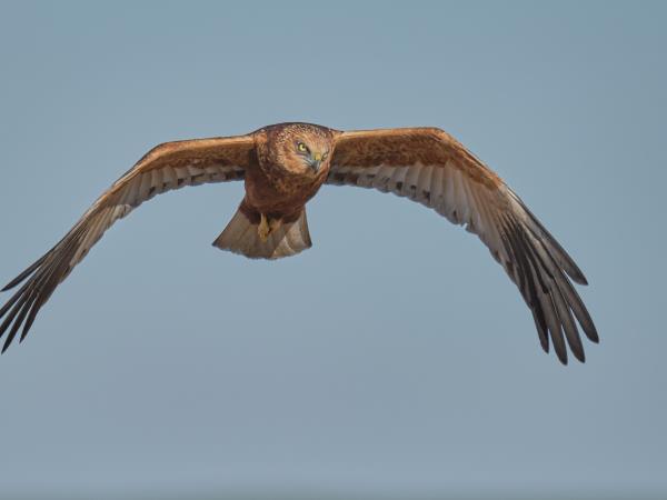 Birding tour in the Danube Delta, Romania