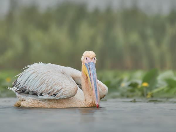 Birding tour in the Danube Delta, Romania